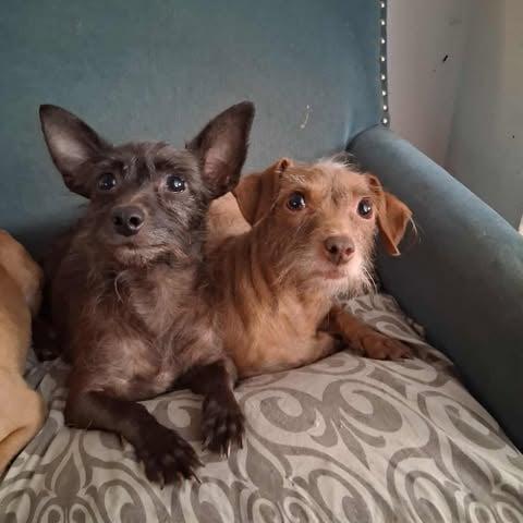 Lioness and Kitty- bonded — thumbnail 5