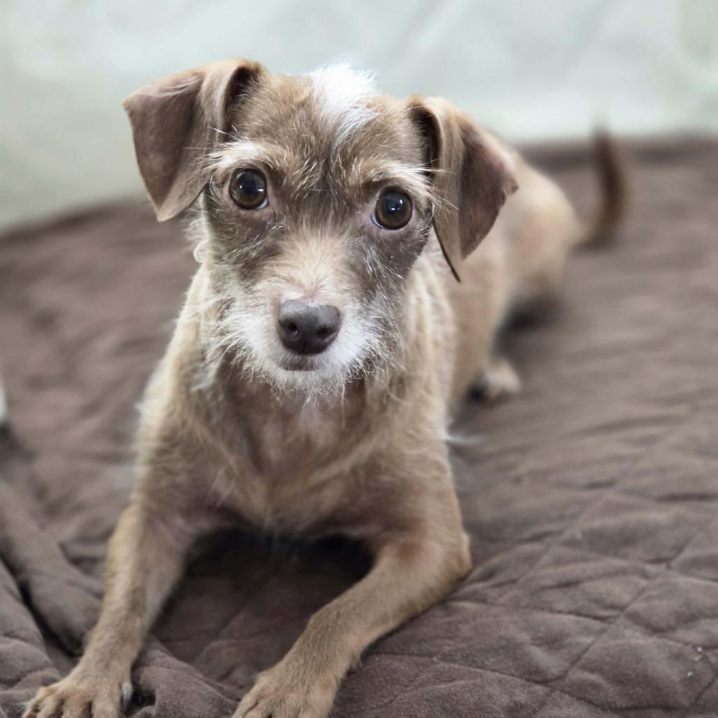 Lioness and Kitty- bonded — thumbnail 6