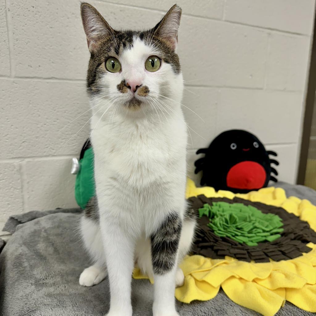 Skittles, Adoptable, Adult Male Domestic Short Hair.