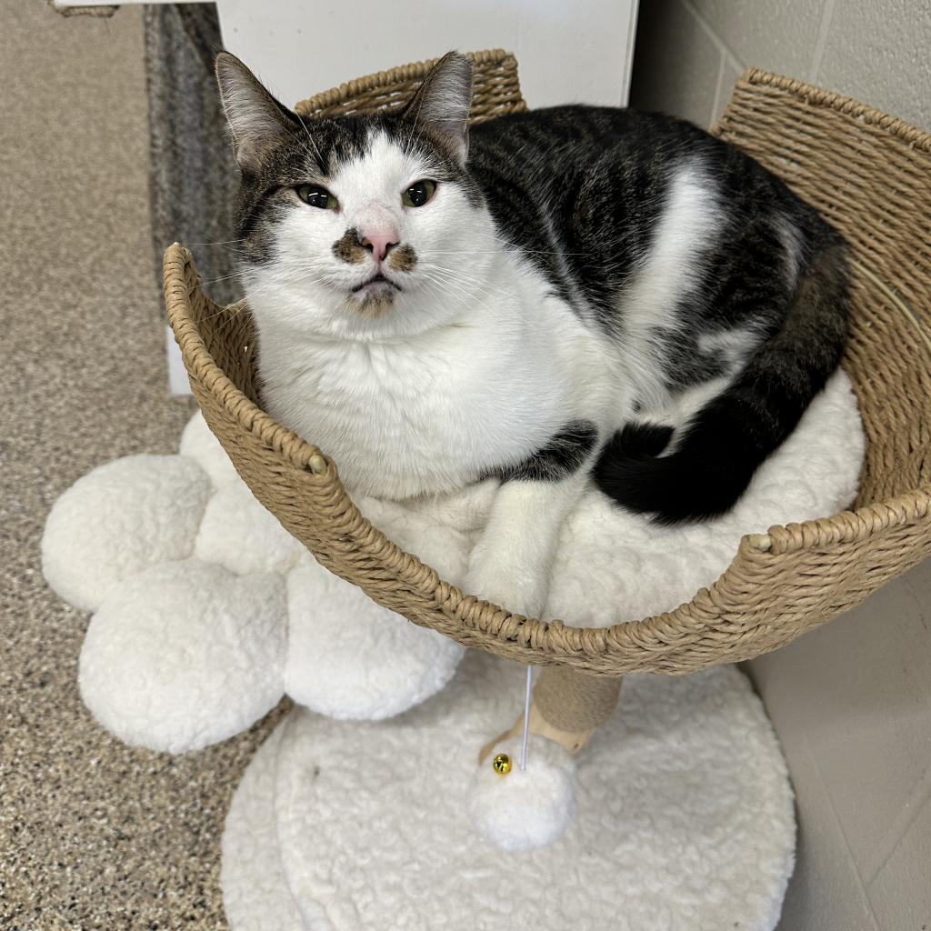 Enlarge Skittles, a Adoptable Domestic Short Hair in Middleburg Heights , OH image 3/6
