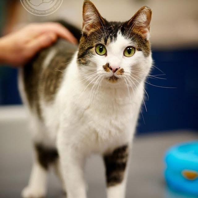 Enlarge Skittles, a Adoptable Domestic Short Hair in Middleburg Heights , OH image 5/6