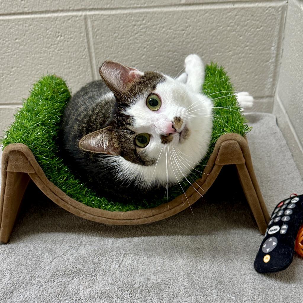 Enlarge Skittles, a Adoptable Domestic Short Hair in Middleburg Heights , OH image 6/6