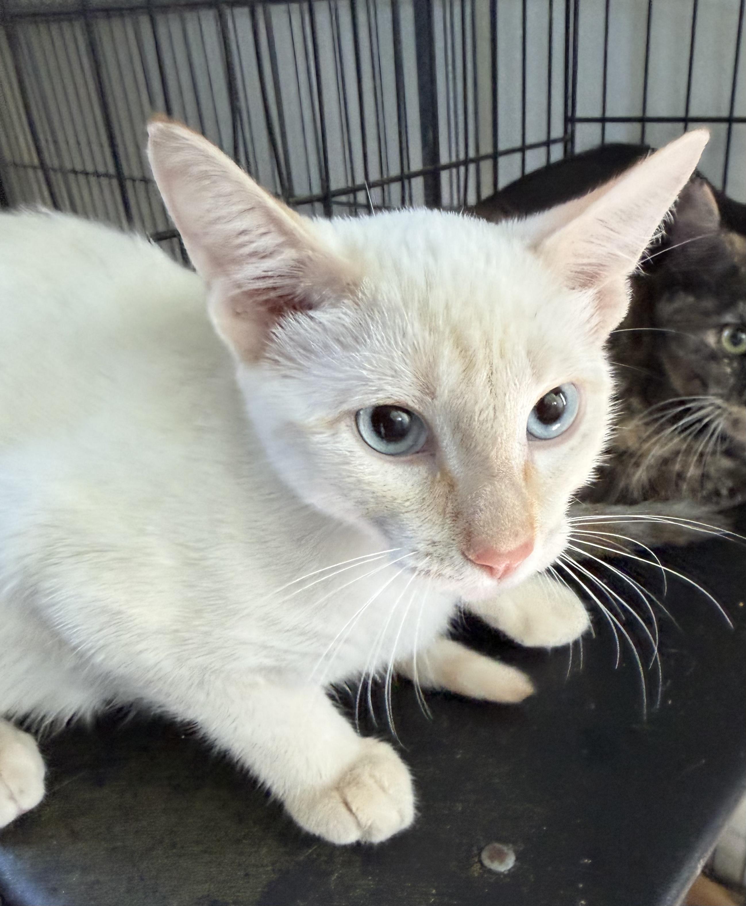 Mac, Adoptable, Kitten Male Domestic Short Hair.