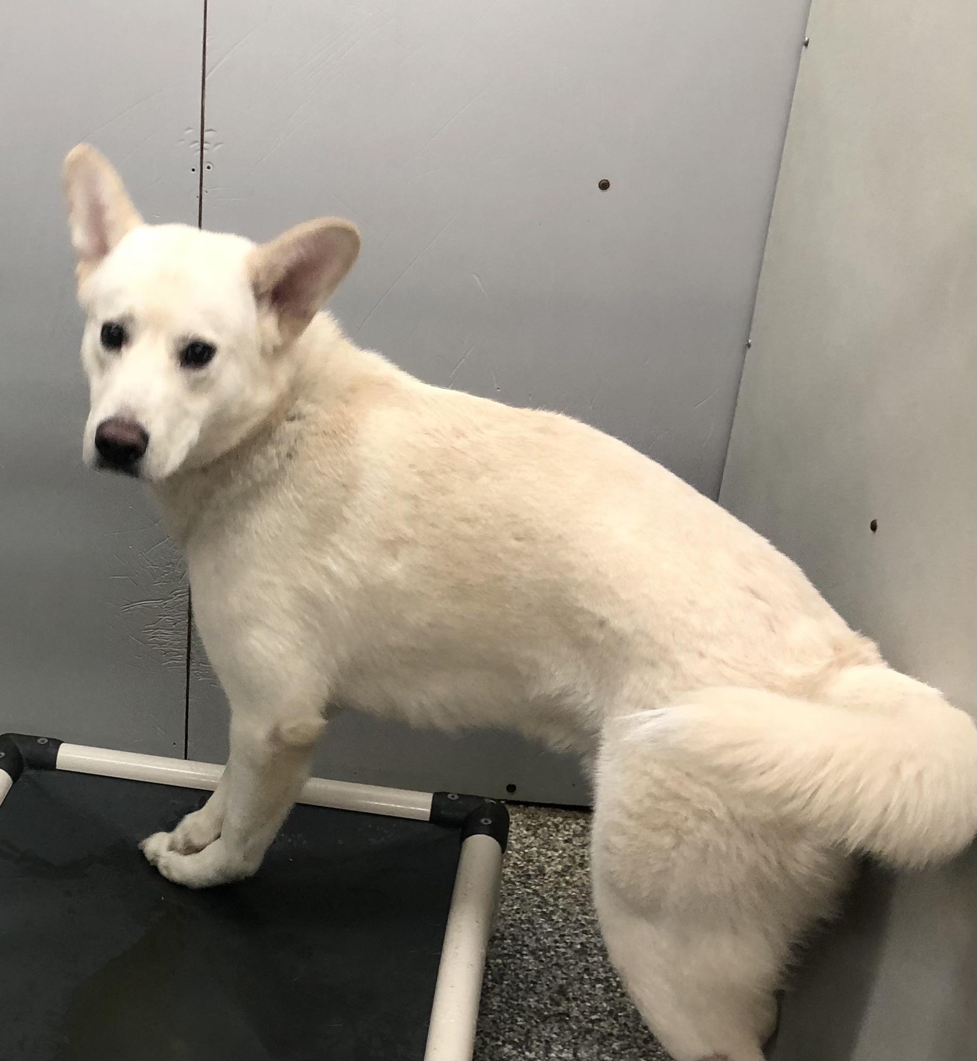 Kuto, ADOPTABLE, Young Male Shepherd.