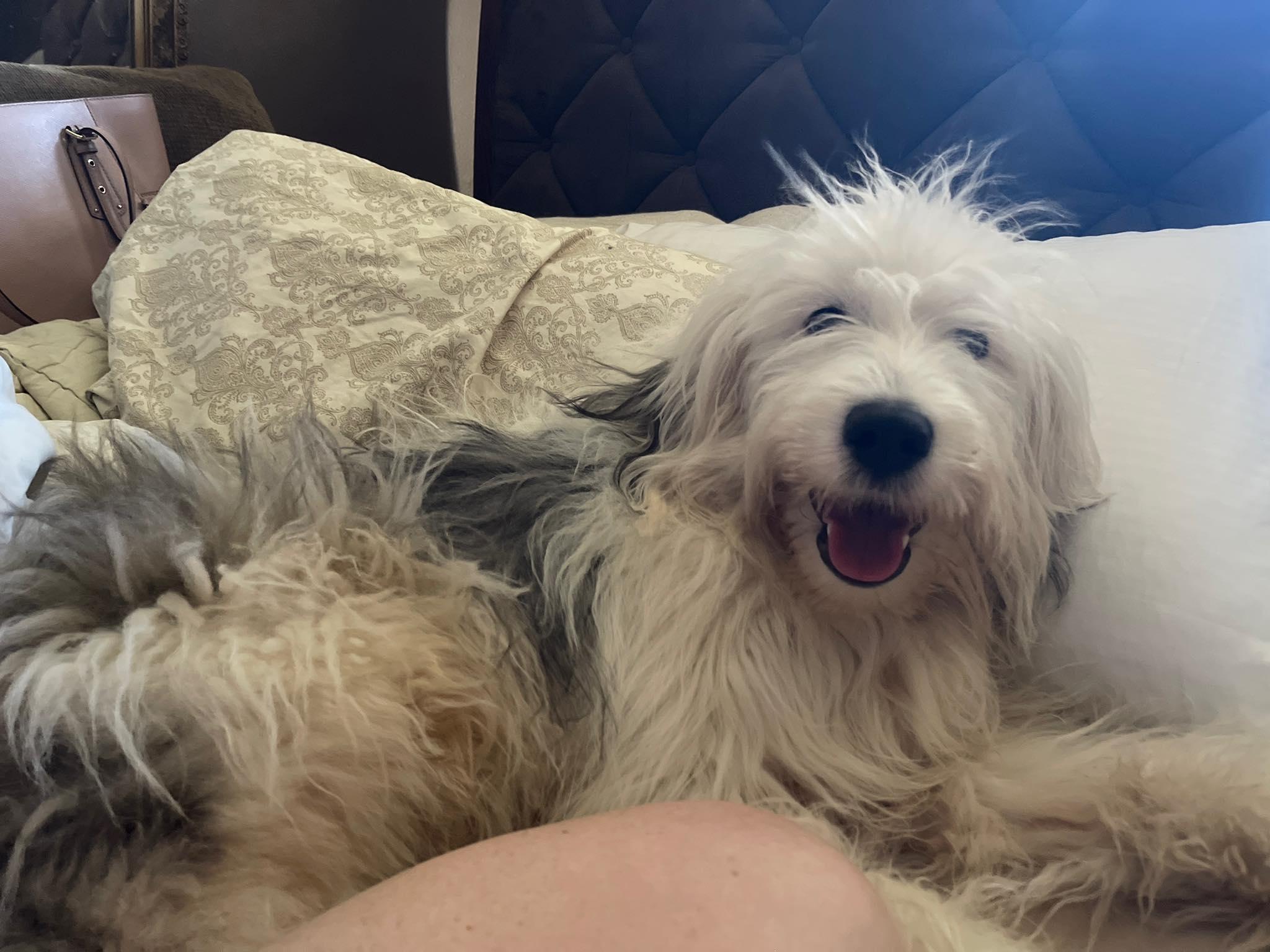 Chonk, ADOPTABLE, Young Male Sheep Dog & Poodle.
