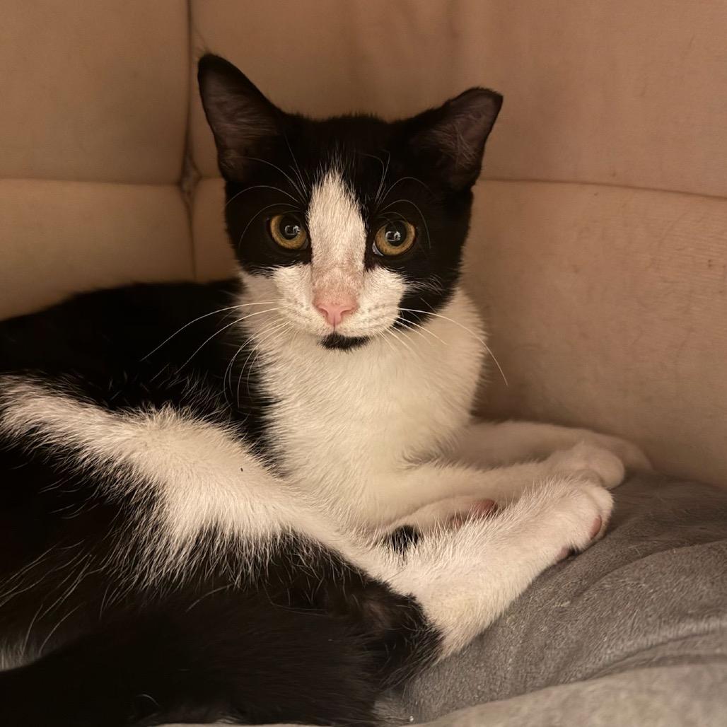 Merriam Webster, a Adoptable Domestic Medium Hair in Washington, DC image 1/6