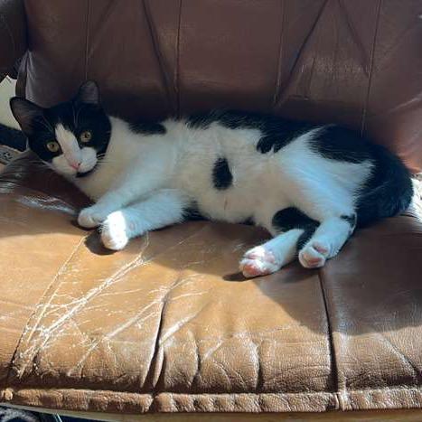 Merriam Webster, Adoptable, Young Female Domestic Medium Hair.