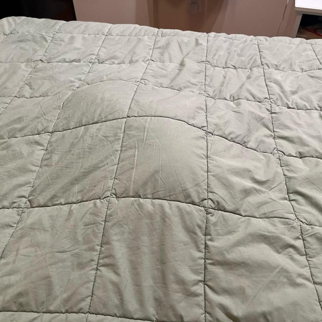 Merriam Webster, a Adoptable Domestic Medium Hair in Washington, DC image 2/6