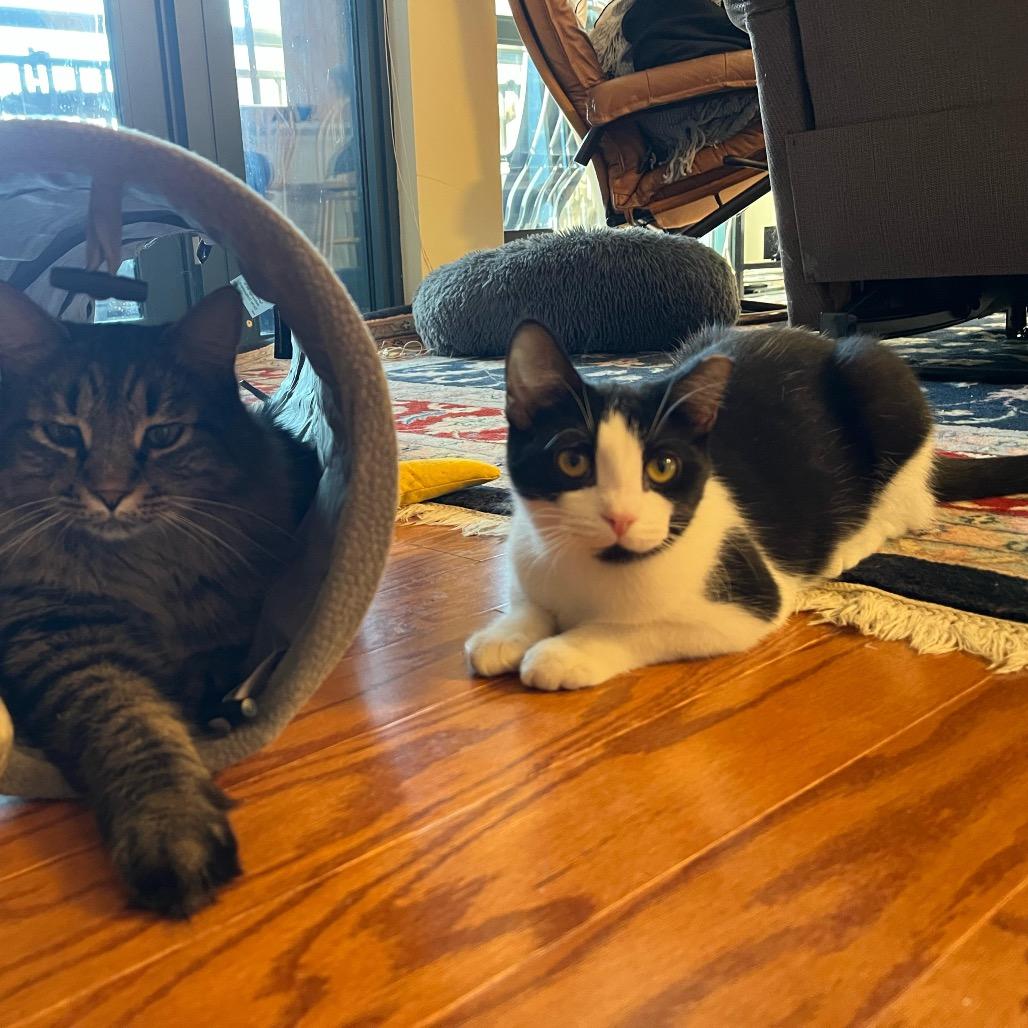 Merriam Webster, a Adoptable Domestic Medium Hair in Washington, DC image 3/6