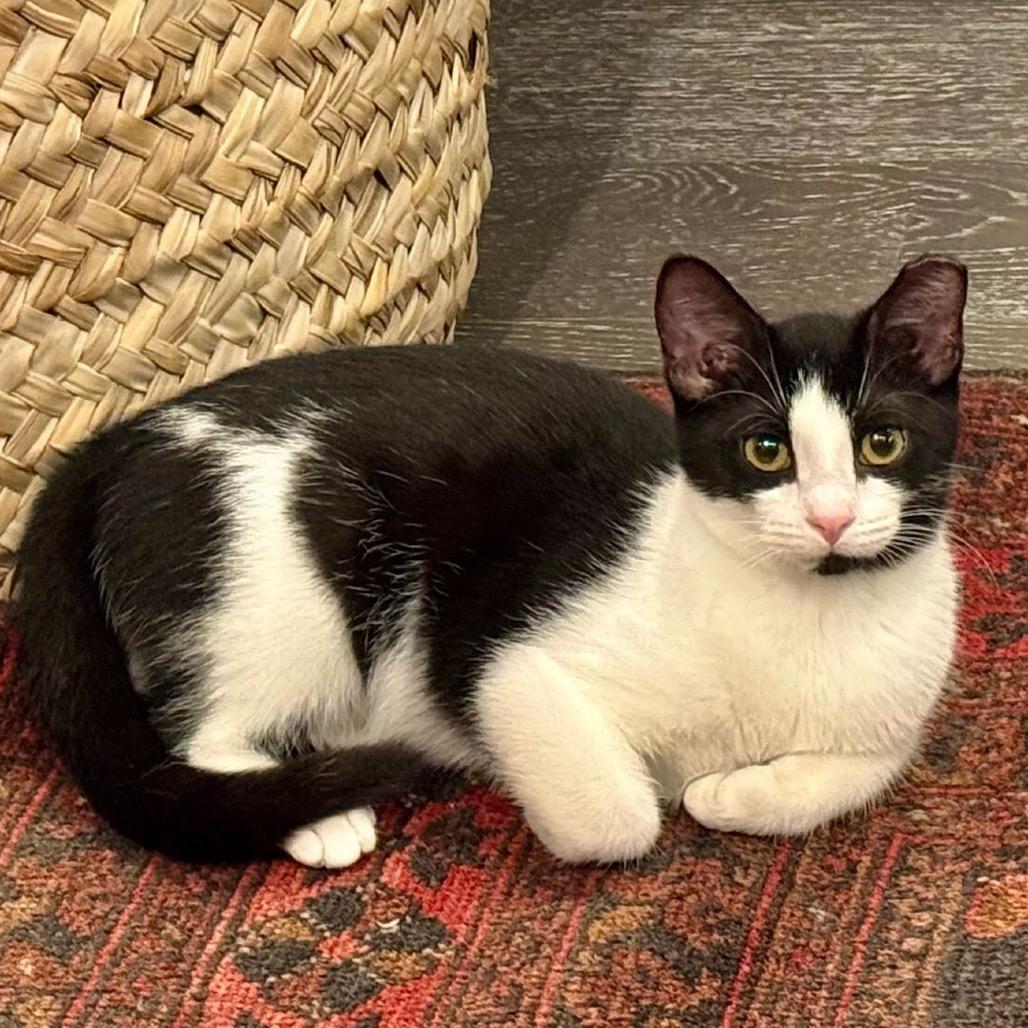 Merriam Webster, a Adoptable Domestic Medium Hair in Washington, DC image 5/6