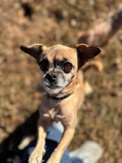 Holly and Clara, Adoptable, Adult Female Chihuahua.