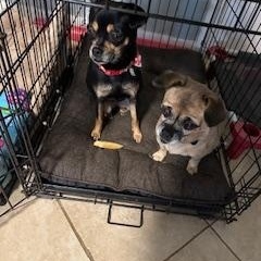 Holly and Clara, a Adoptable mixed breed in Matthews, NC image 2/3