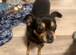 Holly and Clara, a Adoptable mixed breed in Matthews, NC image 3/3