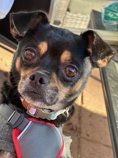 Holly and Clara, a Adoptable mixed breed in Matthews, NC image 3/3