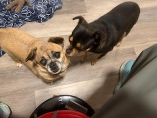 Holly and Clara, a Adoptable mixed breed in Matthews, NC image 1/3