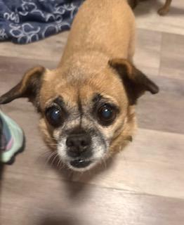 Holly and Clara, a Adoptable mixed breed in Matthews, NC image 2/3