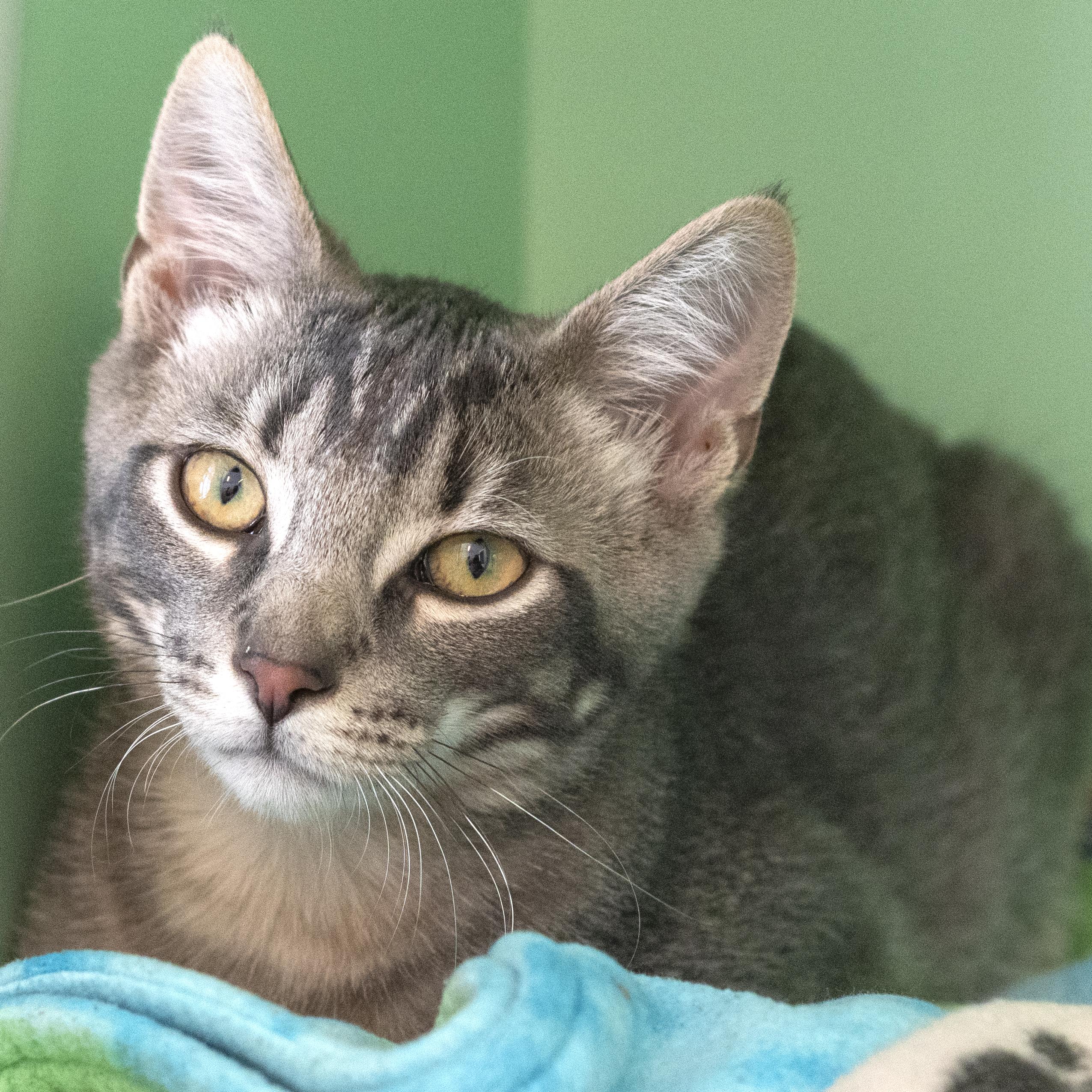 Prawn, adopted, Young Male Domestic Short Hair.