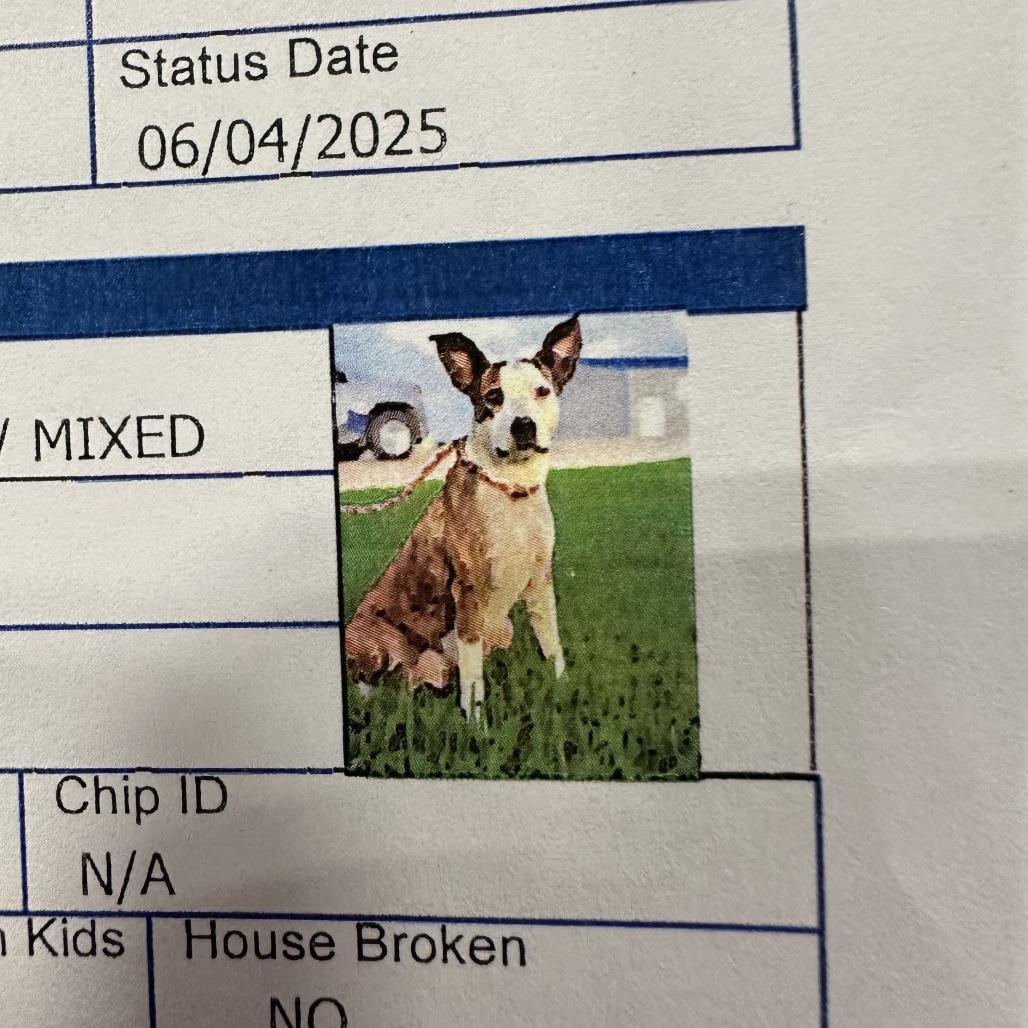 Baby Girl, Adoptable, Adult Female Pit Bull Terrier.