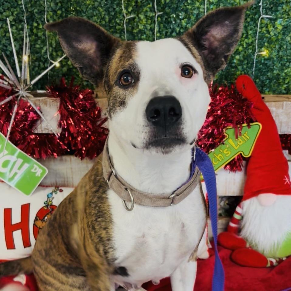 Baby Girl, Adoptable, Adult Female Pit Bull Terrier.