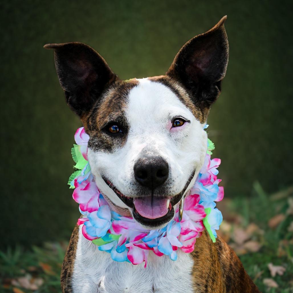 Baby Girl, a Adoptable Pit Bull Terrier in Lake Jackson, TX image 2/3