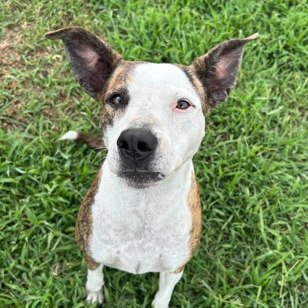 Baby Girl, a Adoptable Pit Bull Terrier in Lake Jackson, TX image 3/3