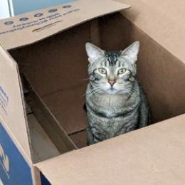 Candy 2, Adoptable, Senior Female Domestic Short Hair.