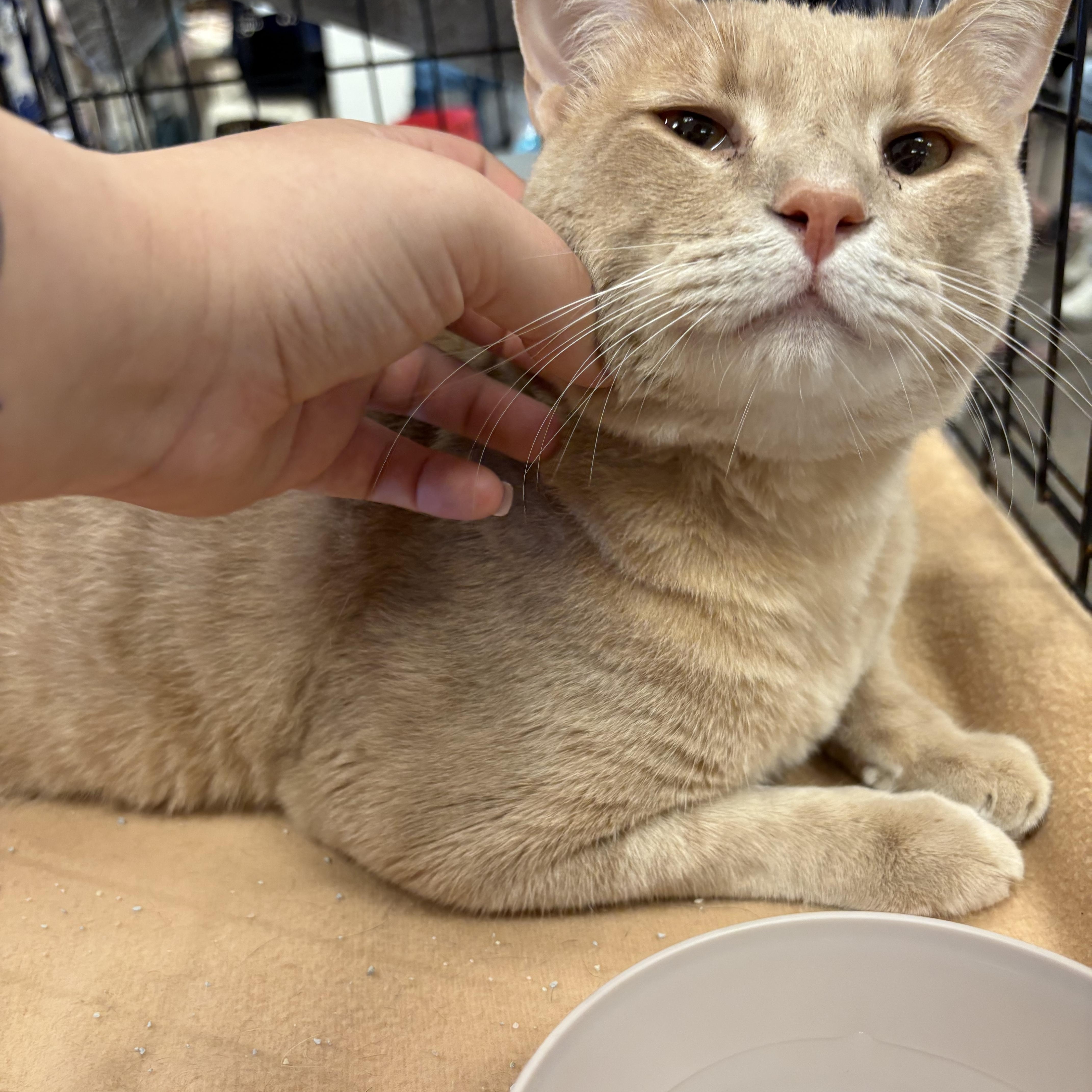 Chunky Cheddar, a Adoptable mixed breed in Youngstown, FL image 2/5