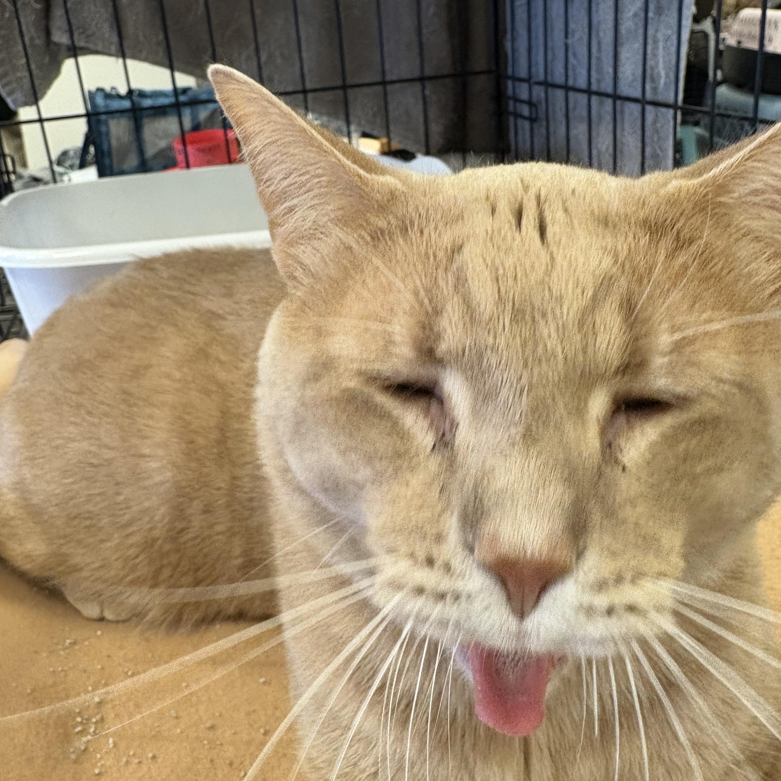 Chunky Cheddar, a Adoptable mixed breed in Youngstown, FL image 3/5