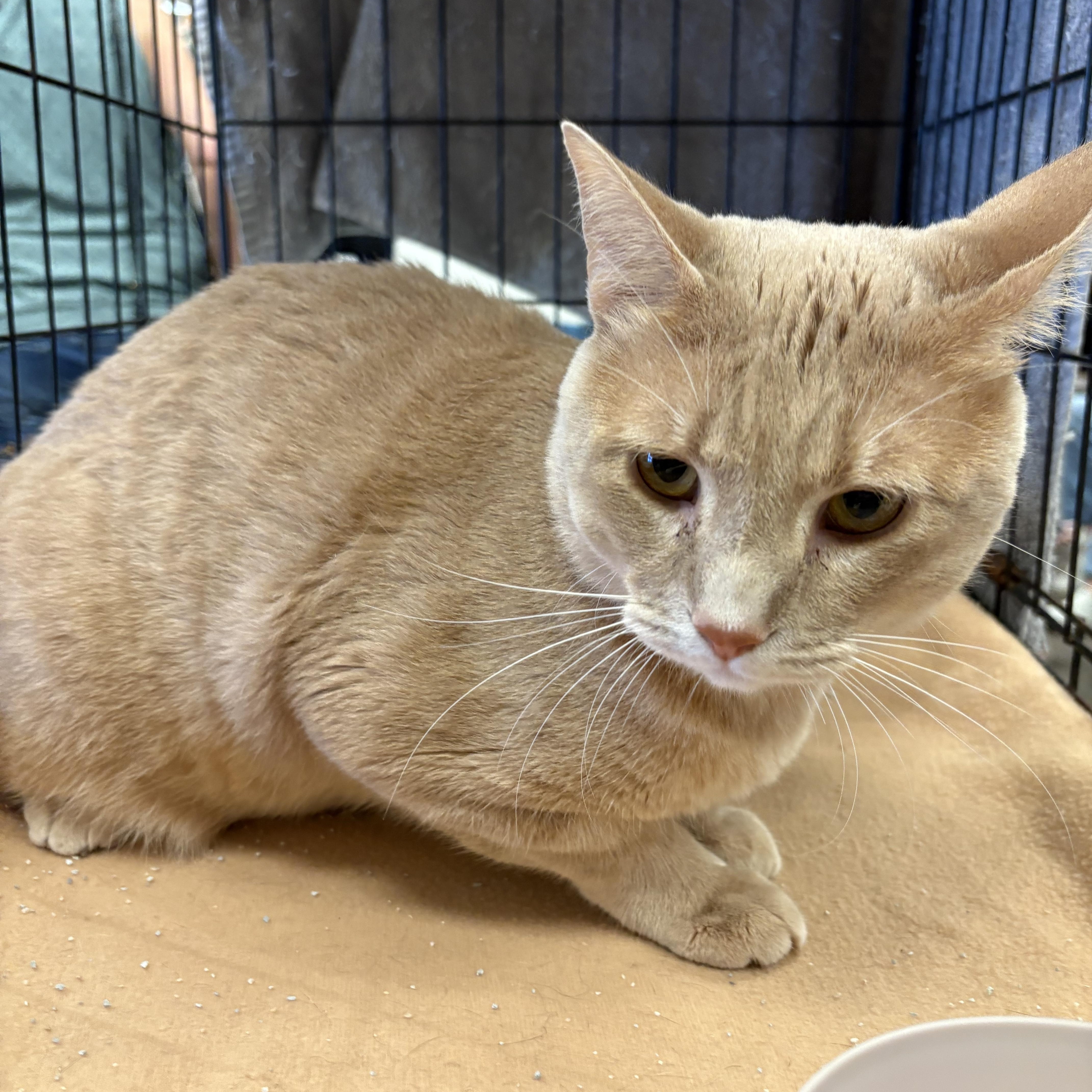 Chunky Cheddar, a Adoptable mixed breed in Youngstown, FL image 5/5