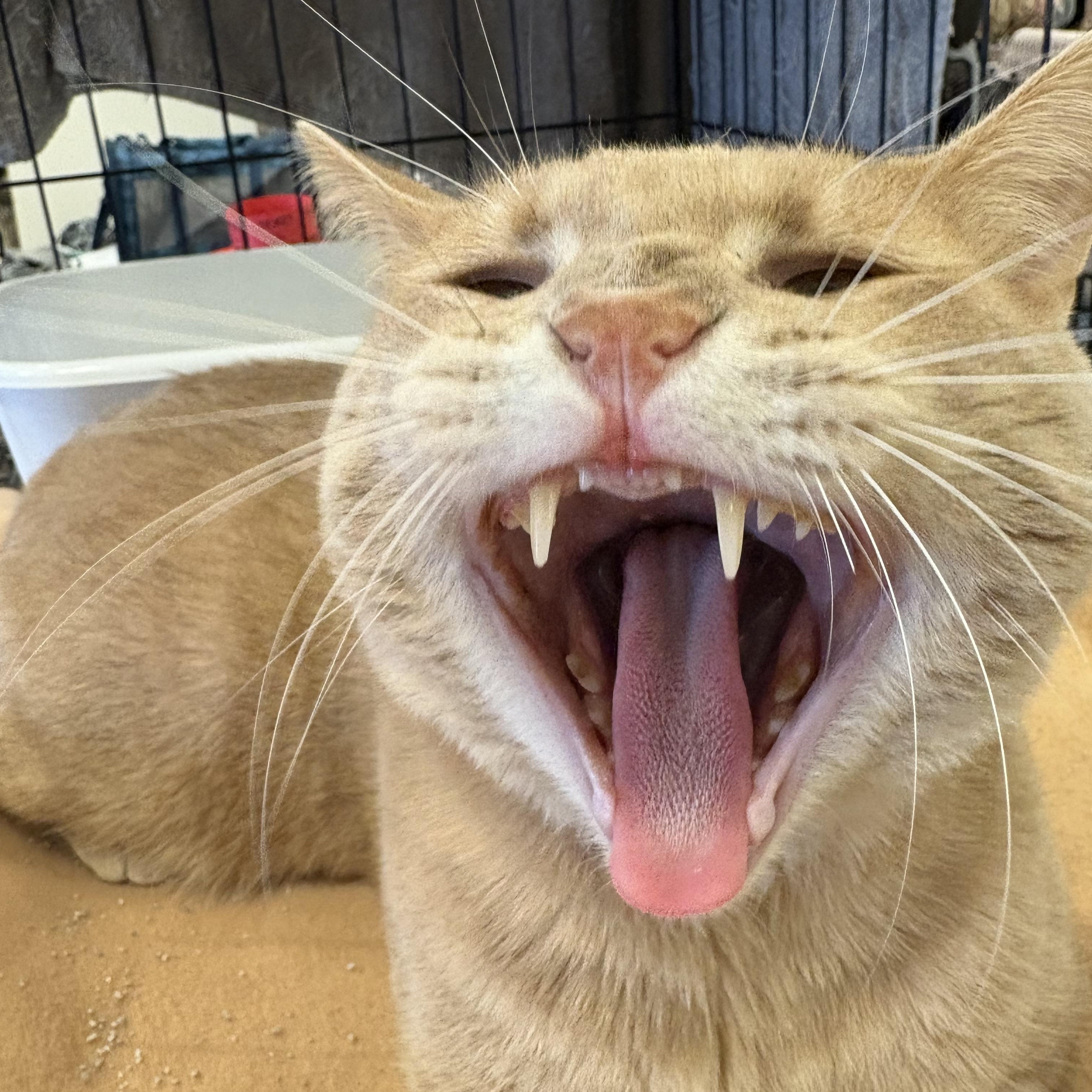 Chunky Cheddar, a Adoptable mixed breed in Youngstown, FL image 1/5