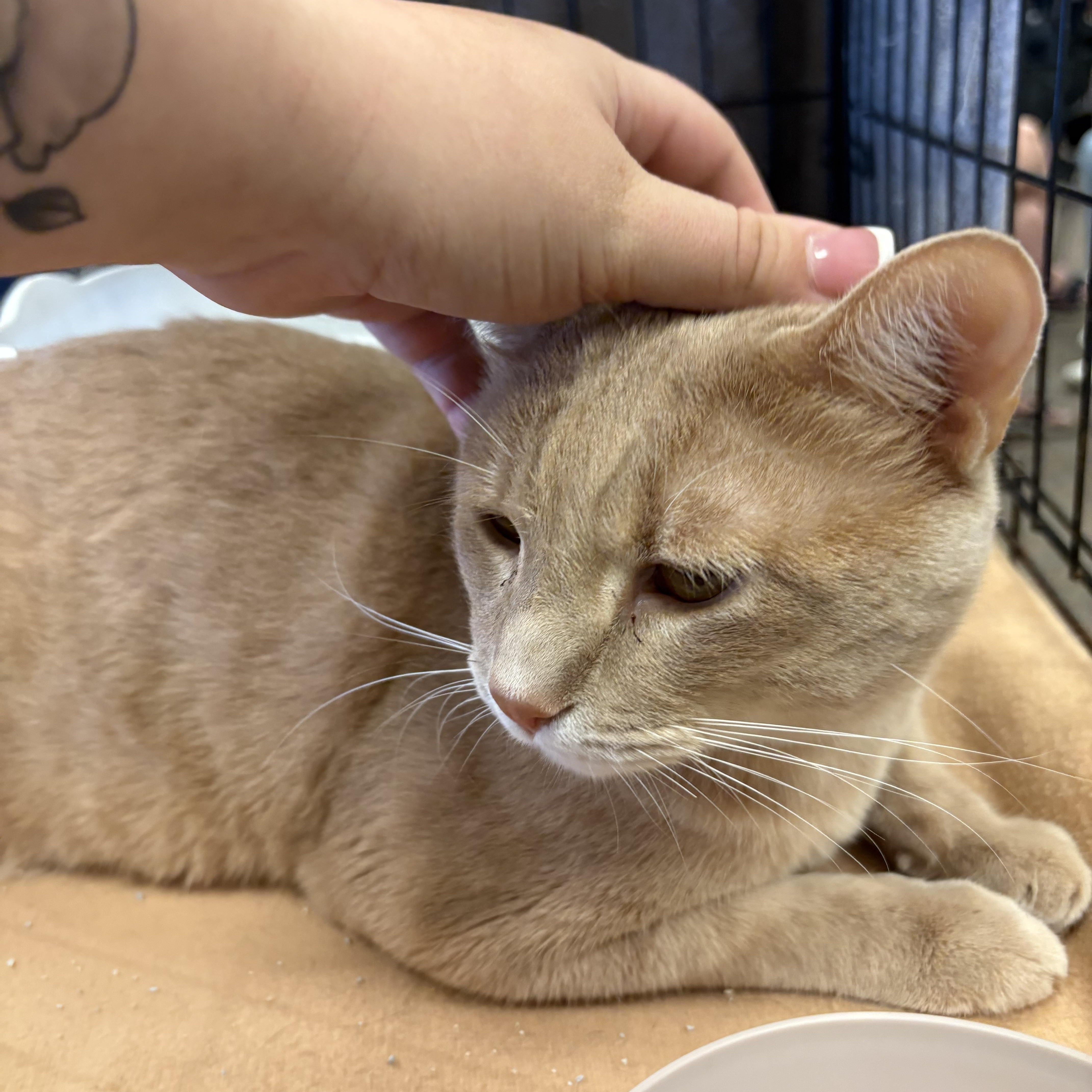 Chunky Cheddar, a Adoptable mixed breed in Youngstown, FL image 4/5