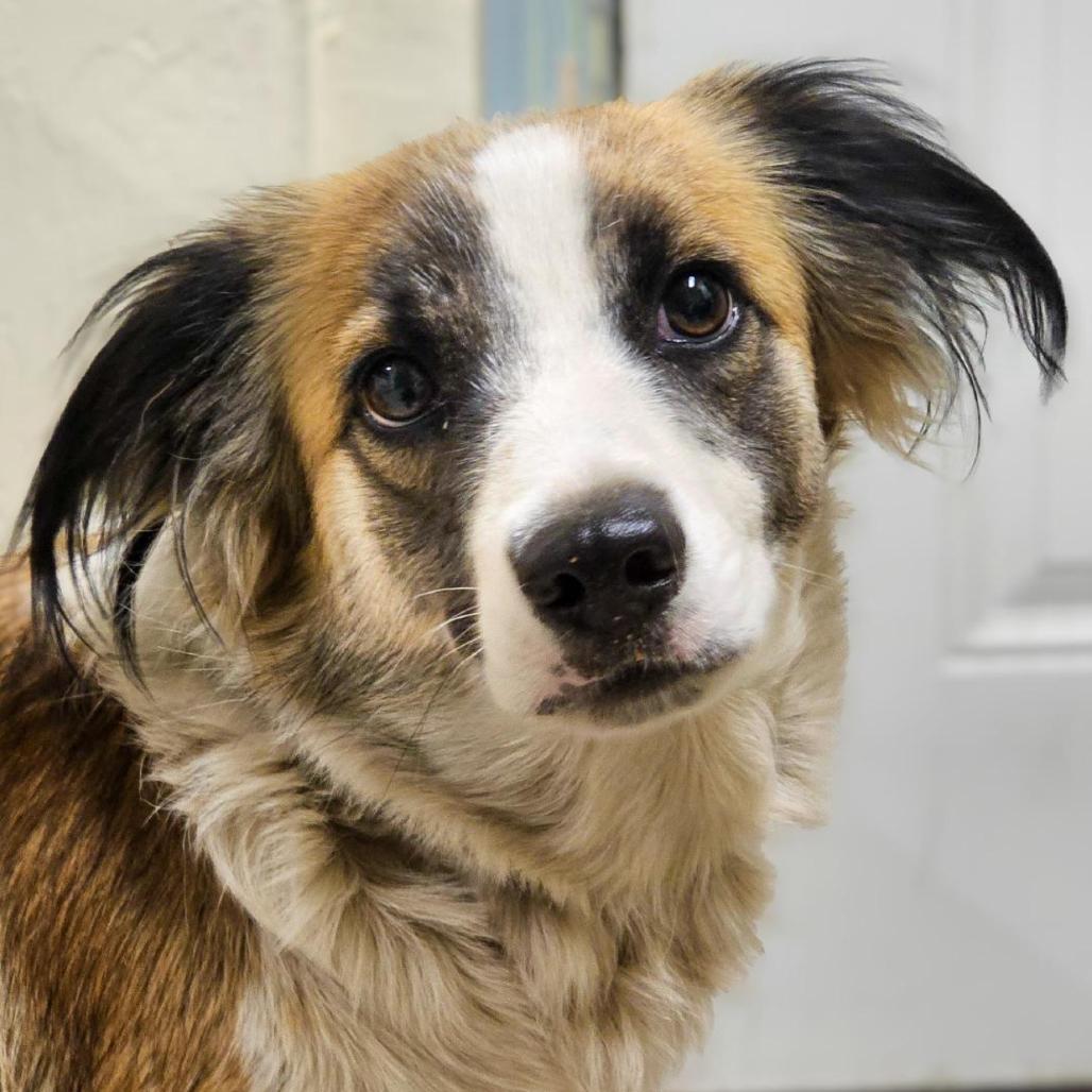 Iris, Adoptable, Young Female Border Collie.