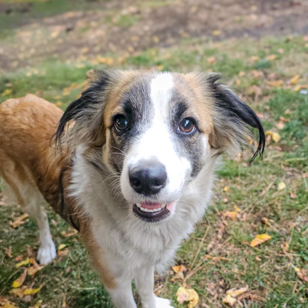Enlarge Iris, a Adoptable Border Collie in Mount Shasta, CA image 2/5