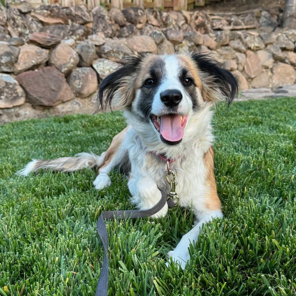 Enlarge Iris, a Adoptable Border Collie in Mount Shasta, CA image 3/5