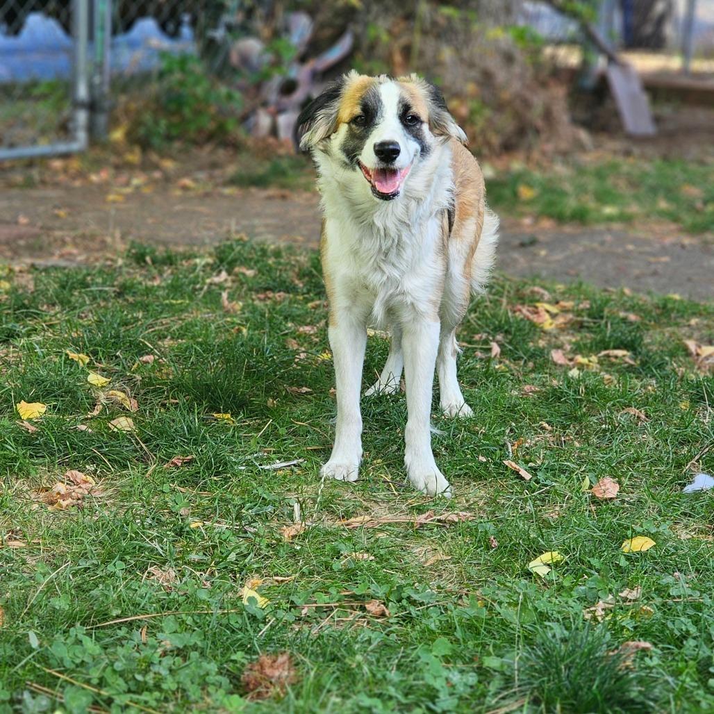 Enlarge Iris, a Adoptable Border Collie in Mount Shasta, CA image 4/5
