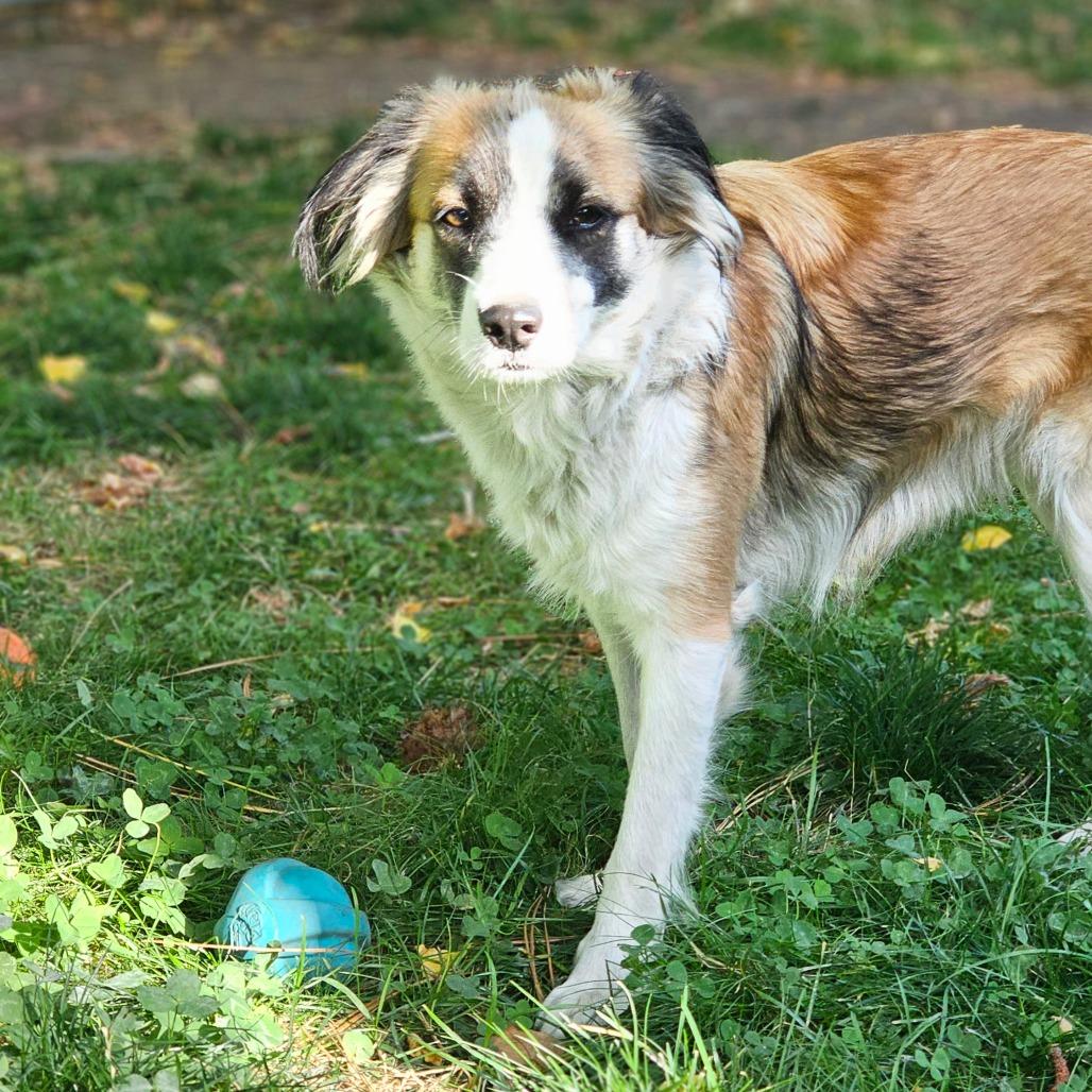Enlarge Iris, a Adoptable Border Collie in Mount Shasta, CA image 5/5