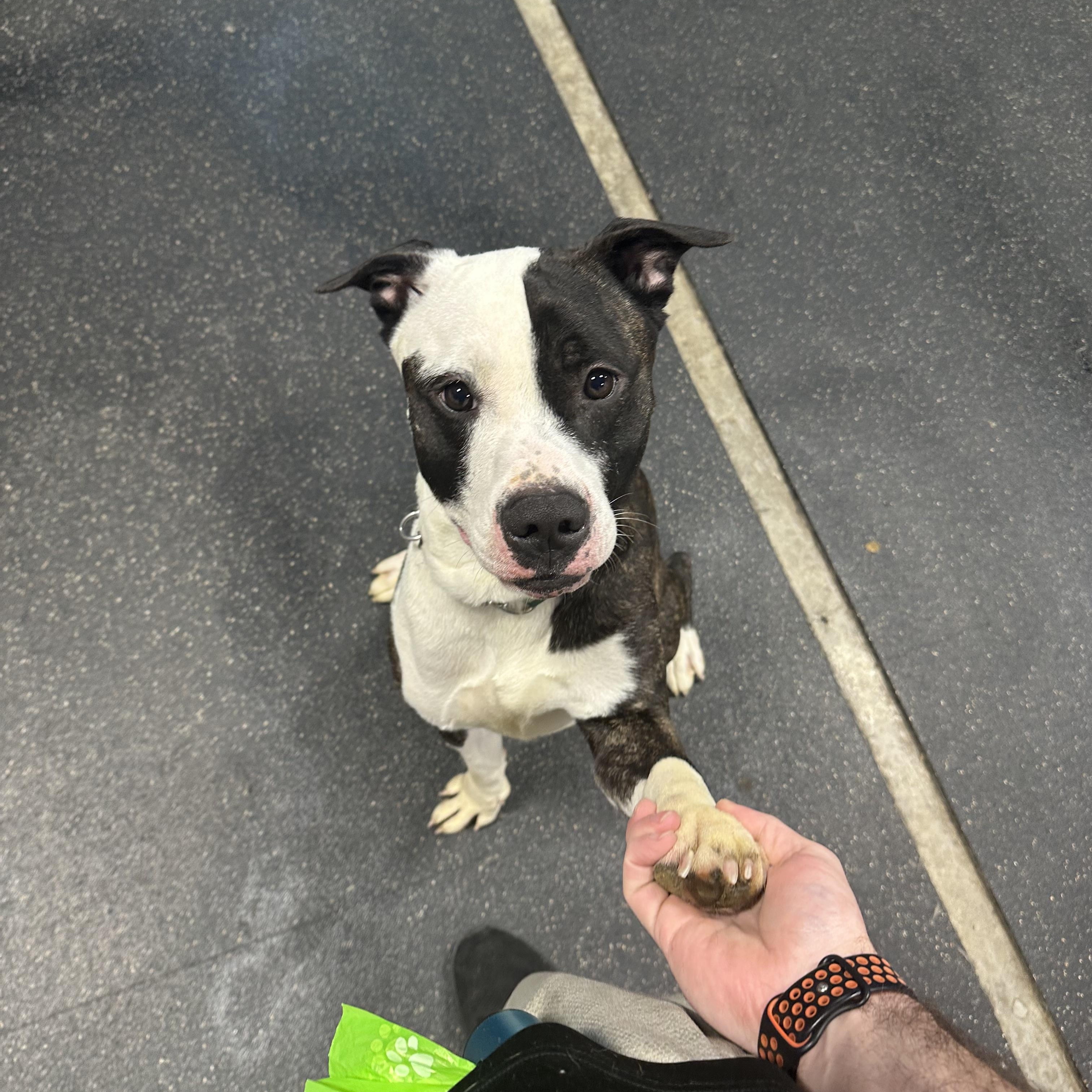 Enlarge Bentley, a Adoptable Mixed Breed in Manchester, NH image 2/5