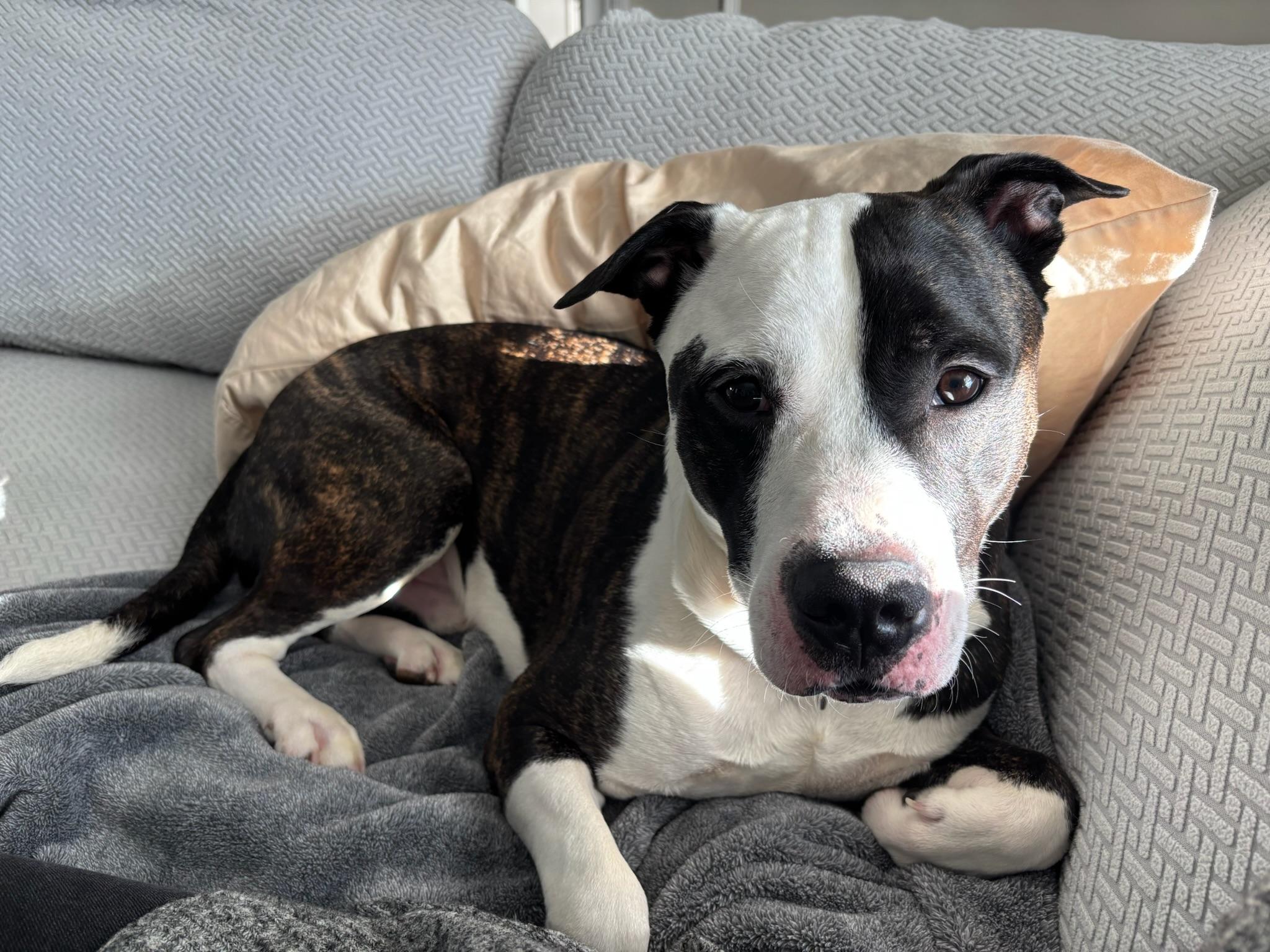 Enlarge Bentley, a Adoptable Mixed Breed in Manchester, NH image 5/5