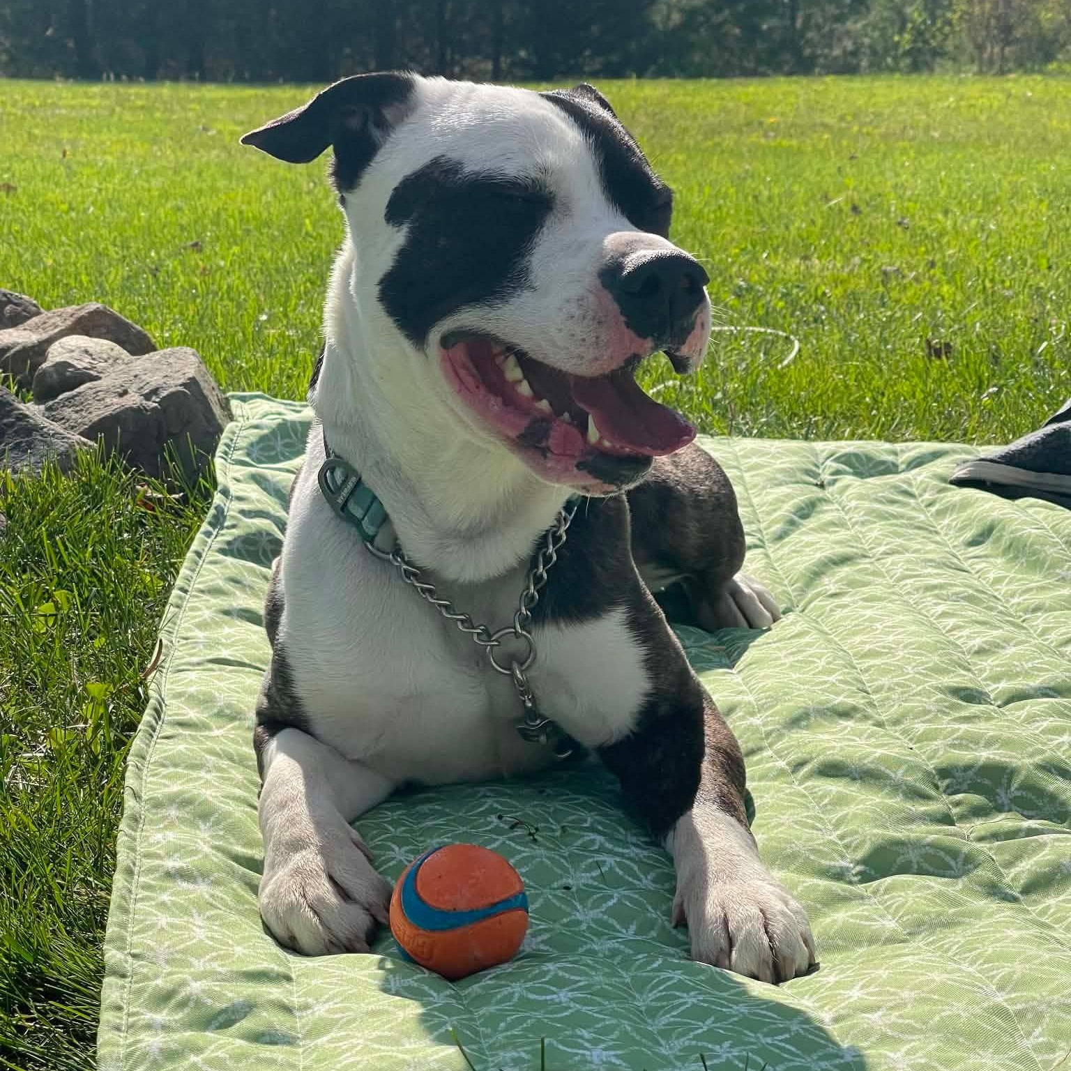 Bentley, Adoptable, Adult Male Mixed Breed.