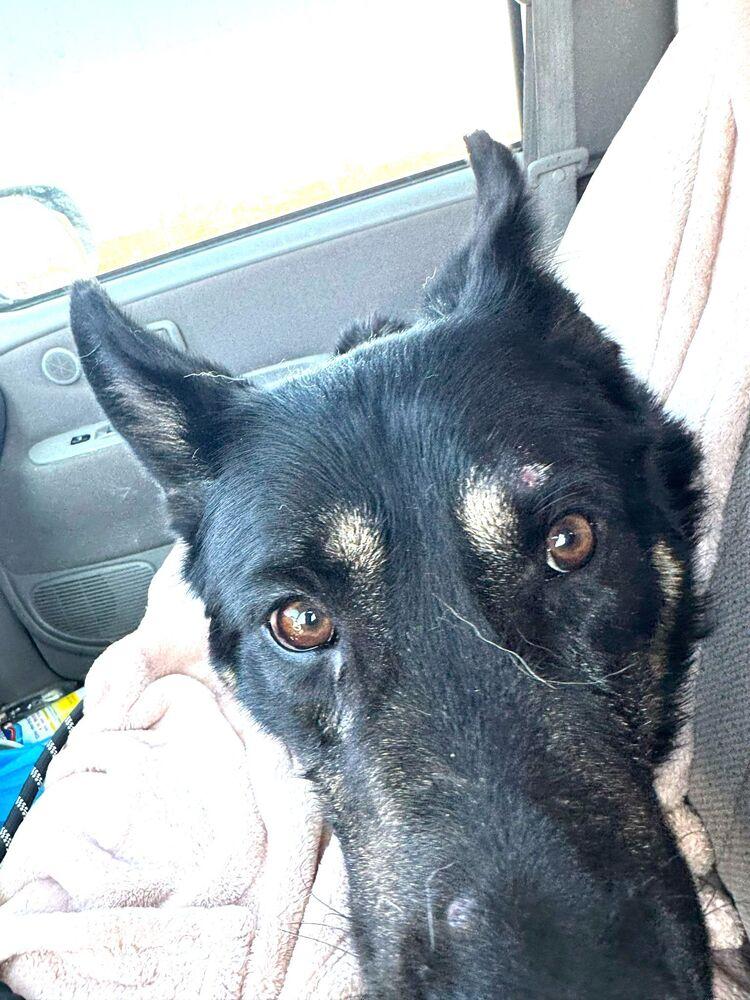 Enlarge Bullet, a Adopted mixed breed in Naperville, IL image 2/6