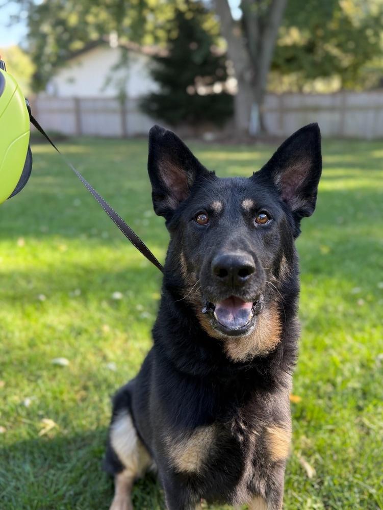 Enlarge Bullet, a Adopted mixed breed in Naperville, IL image 3/6