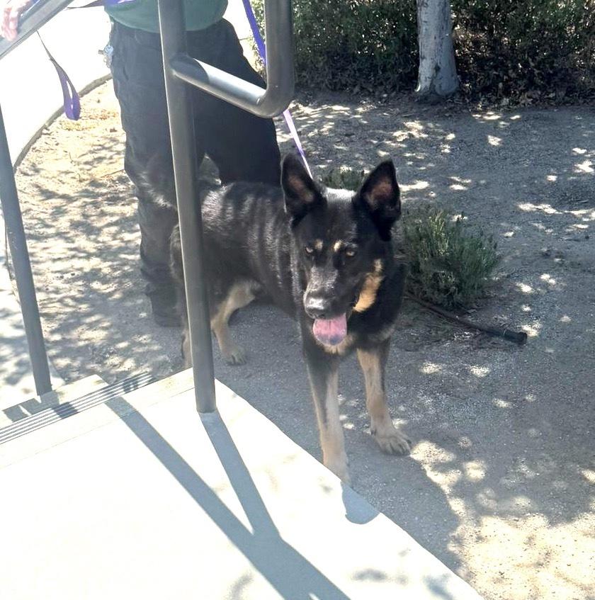 Enlarge Bullet, a Adopted mixed breed in Naperville, IL image 4/6