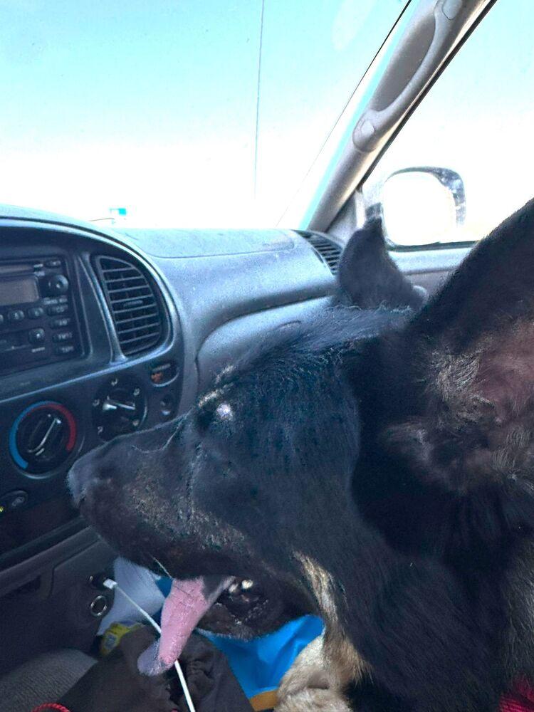 Enlarge Bullet, a Adopted mixed breed in Naperville, IL image 6/6