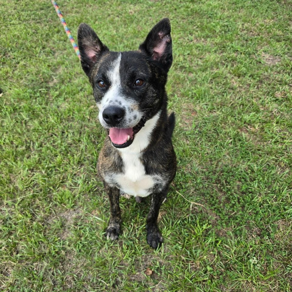 Vincent — thumbnail 5