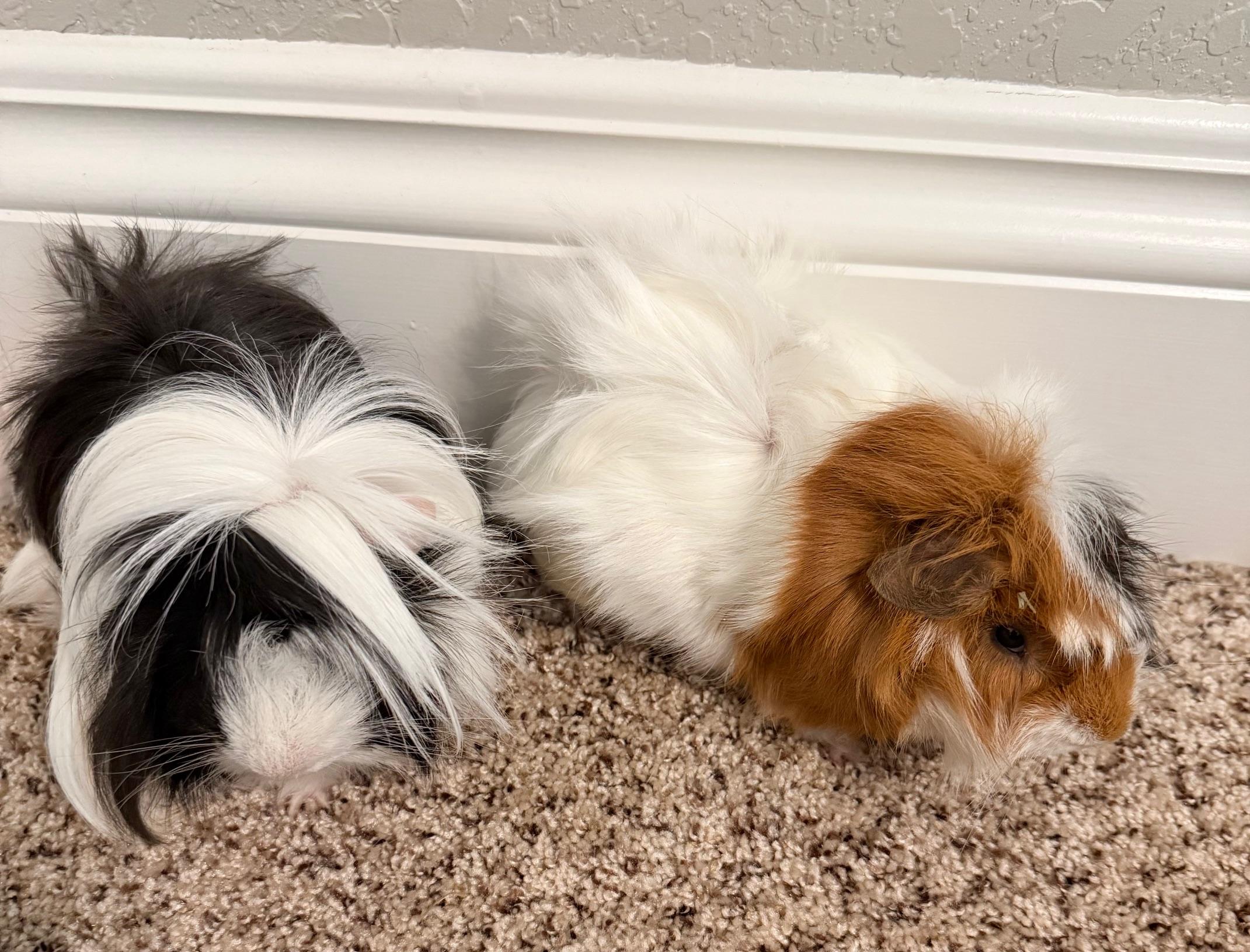 Enlarge Victor & Krum, a ADOPTABLE mixed breed in San Antonio, TX image 2/5