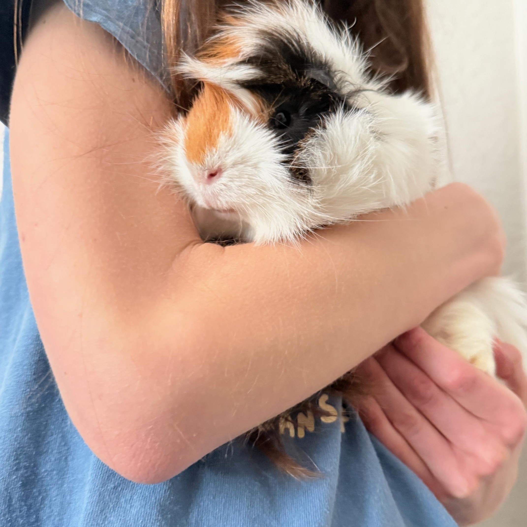 Enlarge Victor & Krum, a ADOPTABLE mixed breed in San Antonio, TX image 3/5