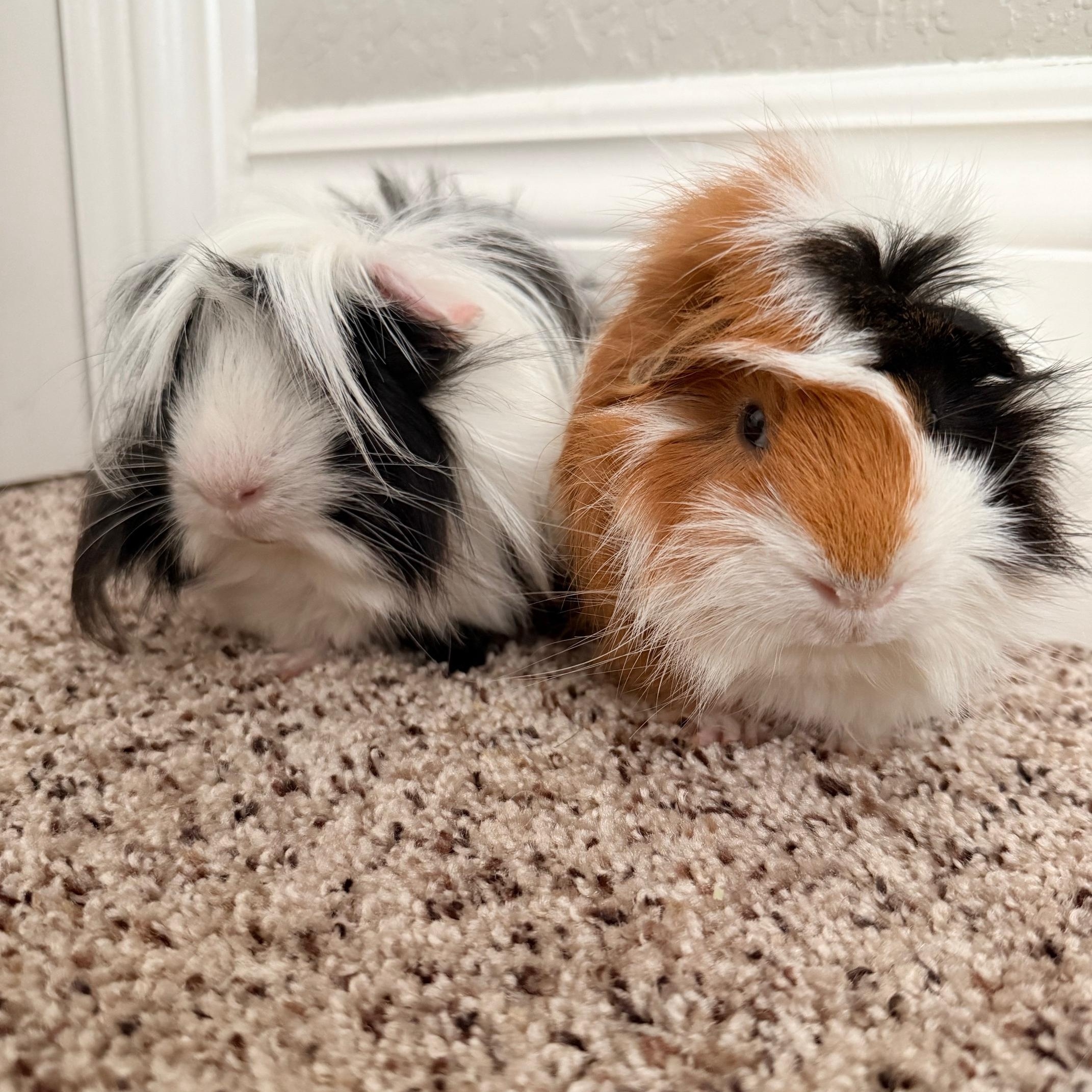 Enlarge Victor & Krum, a ADOPTABLE mixed breed in San Antonio, TX image 1/5