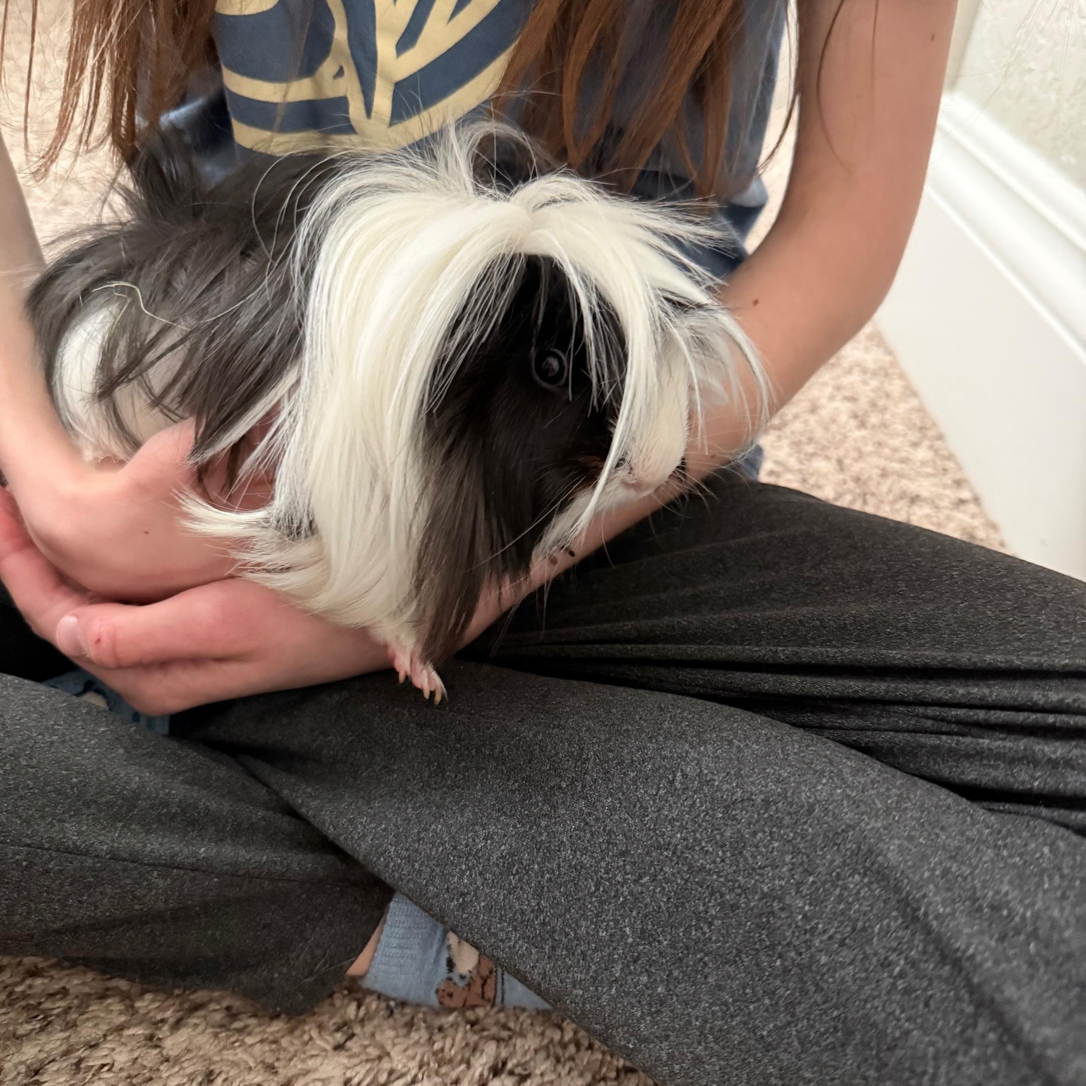 Enlarge Victor & Krum, a ADOPTABLE mixed breed in San Antonio, TX image 4/5