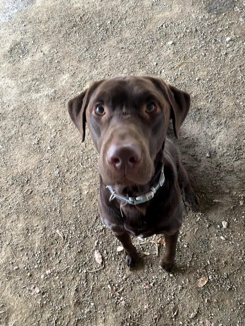 Buck, Adoptable, Young Male Chocolate Labrador Retriever & Mixed Breed.