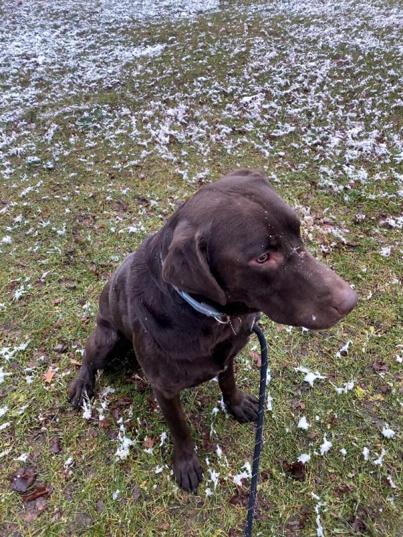 Enlarge Buck, a Adoptable mixed breed in Cortland, NY image 4/6